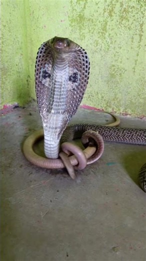 A Silent Warning: When the Snake Coils Itself! #shorts #snake #snacks #wildlife #yt