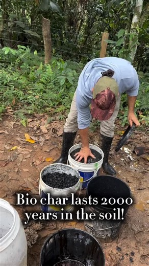 Biochar lasts 500–2,000 years in the soil. It is one of the most stable forms of carbon that exists. BUT… 👉 Its fertility boost happens in phases. Reposted from @wildmagicfarms 📈 Biochar Fertility Timeline 0–3 months: Almost no fertility by itself If not inoculated, it can steal nitrogen If inoculated (like with forest EM), it starts feeding microbes fast. 3–12 months: Microbial colonization explodes Soil structure improves You notice better water retention Nutrients stay in the root zone long