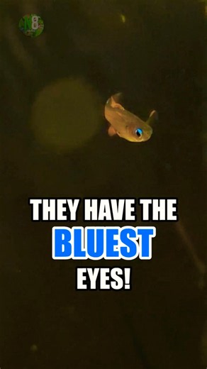 This Tiny Fish Has the Bluest Eyes You've Ever Seen 🔵🐟 Red Neon Blue-Eye