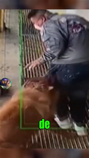 Efecto Mariposa on Instagram: "🐶📢😮 Dog repeller control: dispositivo para alejar perros #viral #curiosidades"