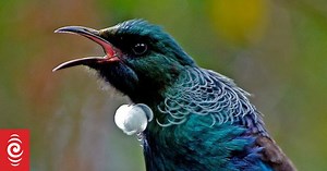 'Pokarekare Ana' – join the nationwide singalong this weekend