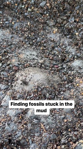 Crack Open Your Own 185 Million Years Old Ammonite Rock | Yorkshire Fossils