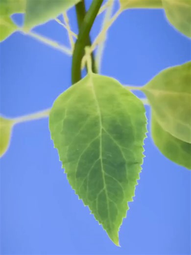 📌Detail Faktanya: Pohon yang dimaksud adalah Dendrocnide moroides, dikenal sebagai gympie-gympie atau Australian stinging tree. Tanaman ini banyak ditemukan di hutan hujan timur laut Queensland dan sebagian wilayah New South Wales, Australia. Kasus sengatan biasanya terjadi ketika seseorang tanpa sengaja menyentuh daun atau batangnya saat berada di area hutan. Tidak ada satu waktu kejadian khusus karena insiden terjadi berulang kali selama bertahun-tahun, terutama sejak tanaman ini didokumentas