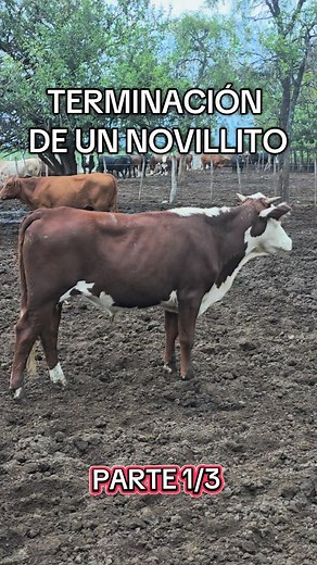 Mauro Lauret on Reels