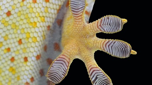 Scientists gain fresh insight into the secret of how gecko feet stay sticky