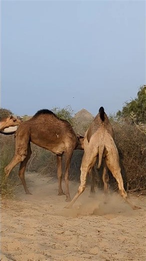 camel fighting #shorts