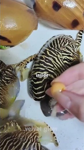 🤯 Hidden Treasure Found Inside Shellfish!