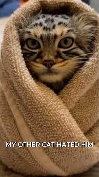 I Saved the Wrong Kitten… #animals #rescue #wholsome