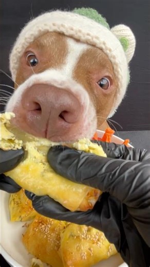 You raised a pitbull…but weren’t ready for his appetite#puppy