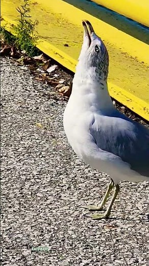 Seagull squawking