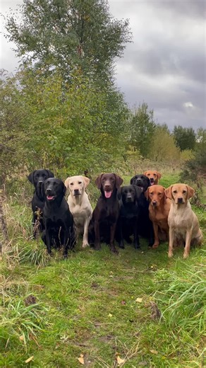 Labrador Retrievers Training with Chapel Farm Dog Food