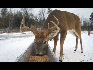 Brownville's Food Pantry For Deer "Trough View"