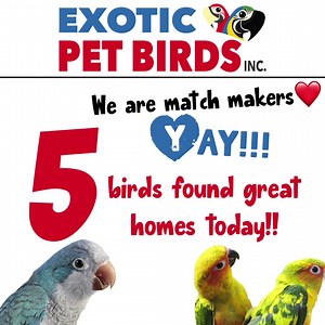 17 reactions · 5 comments | We are so excited to share that 5 birds already found homes today!!! We have some great birds. Come meet them and fall in love! | Exotic Pet Birds, Inc. | Facebook