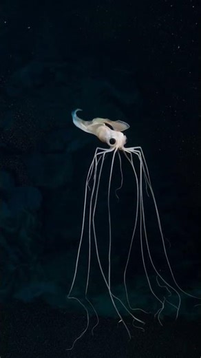 Magnapinna Squid: Abyssal Ocean Weird Exotic Fauna