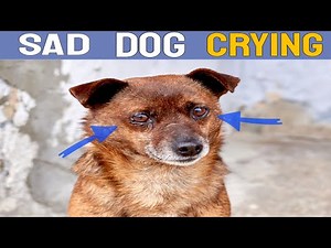 Dog Crying Sound | HQ