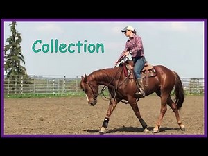 How to teach your horse collection; Part 1 (2019)