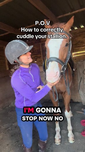 A lesson on how to properly cuddle your stallion. Sox doesn’t like actual cuddles but he loves a good finger suck. #Stallion #horses #sox #stud #showjumping #dragon #horsetrainingtips #equestrian #fyp | Tanya Tydeman