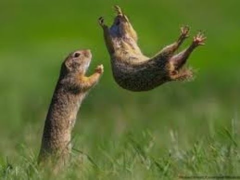 UNUSUAL MEMES COMPILATION V1