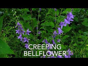 How to identify and remove Creeping Bellflower (Campanula rapunculoides)