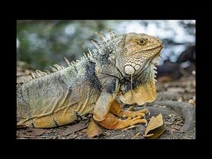 50 fascinating fast facts about iguanas