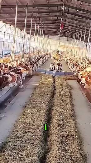 5.6K views · 11 reactions | I remember sweating over feed buckets. | Taylor’s on Toft | Facebook