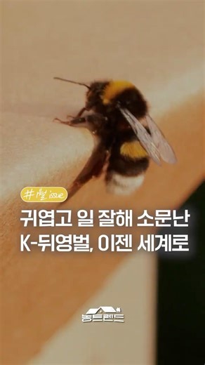 농가들이 🐝뒤영벌=효자벌 이라 부르는 이유 l #농진청shorts📣