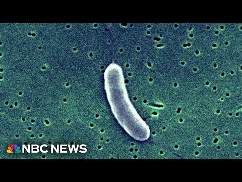 Two dead after getting flesh-eating bacteria from raw oysters in Louisiana