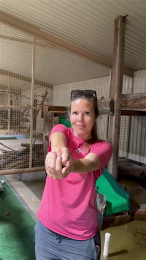Otter, lemur, baby goat, or prairie dog… which one are you choosing? 🐾 Come find out for yourself at Giraffe Inn & Safari in Decatur, Texas! One of North Texas’s most unique animal experiences is right in your backyard. 📍 Tag someone you’d bring! #giraffeinnsafari #texassafari #decaturtx