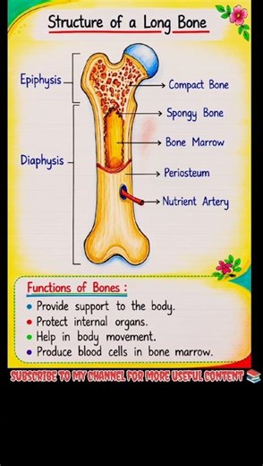 Structure of Long Bone | Long Bone Anatomy Explained 🦴