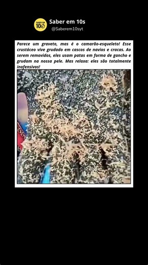 Parecem mas não são camarões #curiosidades