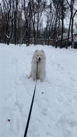 Samoyed's Park Adventure: Enjoy Walkies with Us!