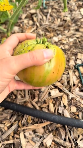 45K views · 1.2K reactions | #harvesting | Enjoy Gardening | Facebook