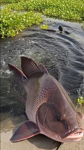 Unbelievable Giant Fish Appears From Underwater | Amazing Nature Fishing Scene #fish #bigfish