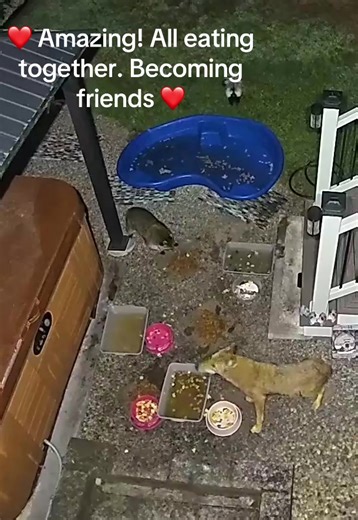 Coyote and Raccoon Friendship in Wildlife