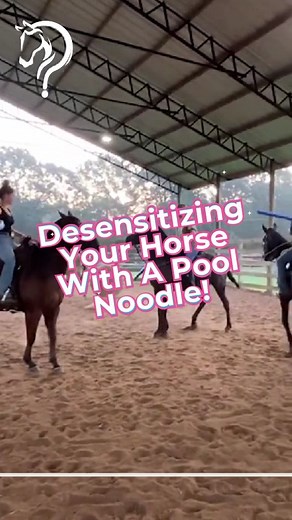 10K views · 172 reactions | Quick Tips On Desensitizing Your Horse With A Pool Noodle! Want To Learn More! Visit the Link In My Bio! #horsetraining #horsetrainer #trainingvideos #traininghorses #horses #horsehelp #horsegames #horsedesensitizing | Horse Help With Michael Gascon | Facebook