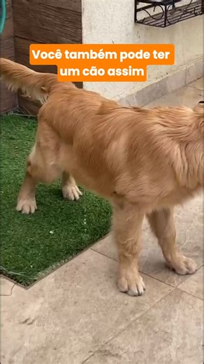 Daniel Vieira| Adestrador | 🐾 Cena que todo tutor sonha ver: Seu filhotinho fazendo xixi e cocô no lugar certo,sem bagunça, sem briga, sem estresse. Esse Golden tá... | Instagram