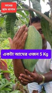 A 5kg mango that is nearly a foot long! How to get a 5kg mango tree online? #mango #care