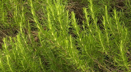 Récolte de romarin : astuces pour sécher et conserver vos herbes