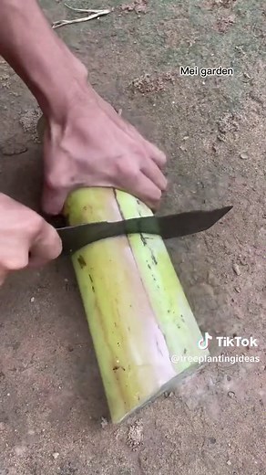 How to Grow Banana Tree from Stem Cutting