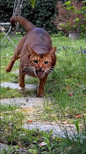 Sua Maestà il Gatto Abissino, SenSej