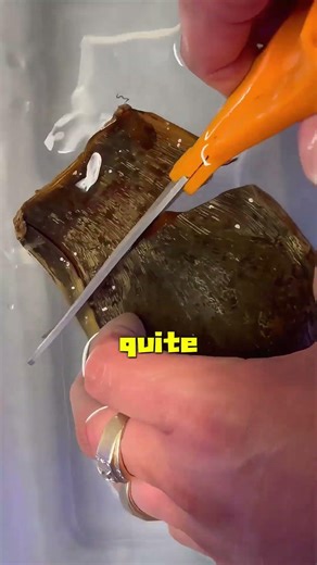 Yolk Sac vs. Mermaid Purse: What’s Inside?#satisfying #knowledge #facts