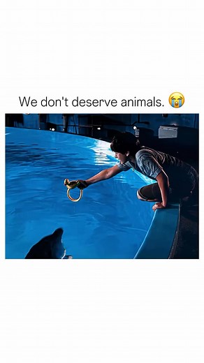 A dolphin that had lost its tail. “Dolphin Tale” is a 2011 family drama film directed by Charles Martin Smith. Set in a coastal town, the movie follows the life of Sawyer Nelson, a young boy who befriends a dolphin named Winter, who has lost her tail in a crab trap. As Sawyer helps Winter recover and learn to swim again with a prosthetic tail, the film takes viewers on an inspiring journey that’s full of emotional depth, heartwarming moments, and uplifting action. With its engaging plot and stun