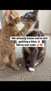 36K views · 4.2K reactions |  | Pink Paradise | Facebook