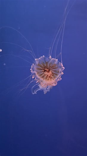 Prehistoric World on Instagram: "Jellyfish or jellies, are marine invertebrates with bell-shaped bodies and stinging tentacles. They use stinging cells (cnidocytes) on their tentacles to paralyze prey. Jellyfish are not fish at all. They are gelatinous zooplankton that have no brain, heart, or blood, and made of over 95% water. #reels #zoo #aquarium #animals #fish"