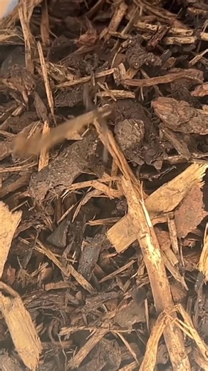 🌿🔥 READY FOR YOUR NEXT PROJECT! 🔥🌿 The Inscapes Timber & Landscaping yard is fully stocked with premium timber, fixings, turf, topsoil, and bark, everything you need to bring your garden or landscaping project to life! 🌟 Huge range of quality materials ⚡ Fast, reliable service 📦 Trade & public welcome 📍 Open Monday–Friday | 8am–5pm 📱 Max Herbert: 07539 910383 📞 Office: 01656 650460 👀 Visit us today and get your project started! | Inscapes Timber & Landscaping Supplies