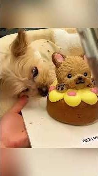 funny dogs Comp 🤣🐶