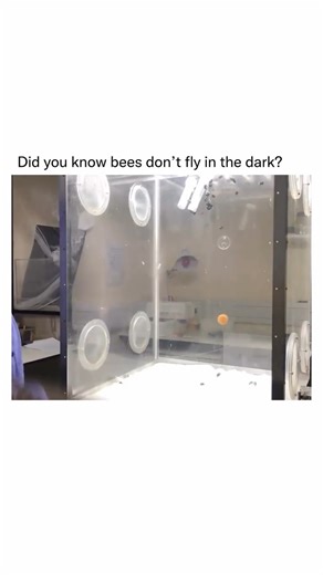 Bees don’t fly in the dark because their vision is highly adapted to daylight and they rely heavily on sunlight to navigate. Their compound eyes are excellent at detecting light, color, and motion during the day, but they don’t work well in low light or darkness. Bees use the sun’s position and patterns of polarized light in the sky to orient themselves, which becomes impossible at night. Flying in the dark would increase their risk of getting lost, running into obstacles, or failing to return t
