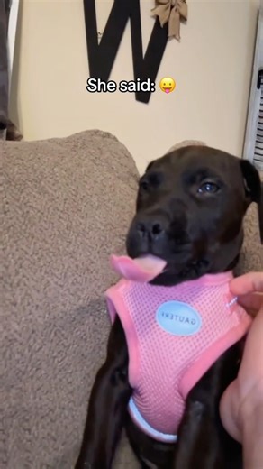 He’s Not a Pet. He’s Management #dogwithattitude #tsundere #funny #expression #shorts #foryou