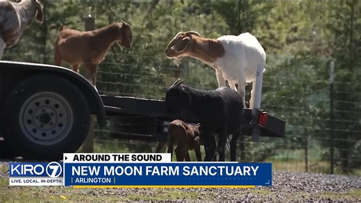 The farm rescues unwanted, neglected, or abused farm animals who are in need of a loving home. | KIRO 7 News