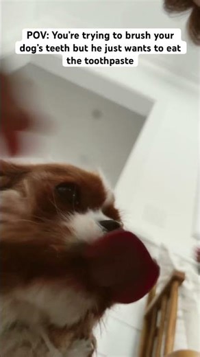 Scout loves his poultry flavored toothpaste